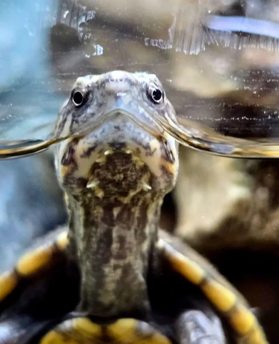 Tortuga de agua dulce asomando la cabeza y el cuello bajo el agua
