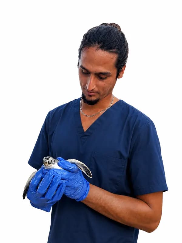Iván Pérez Zerquera sostiene una cría de tortuga verde con guantes clínicos