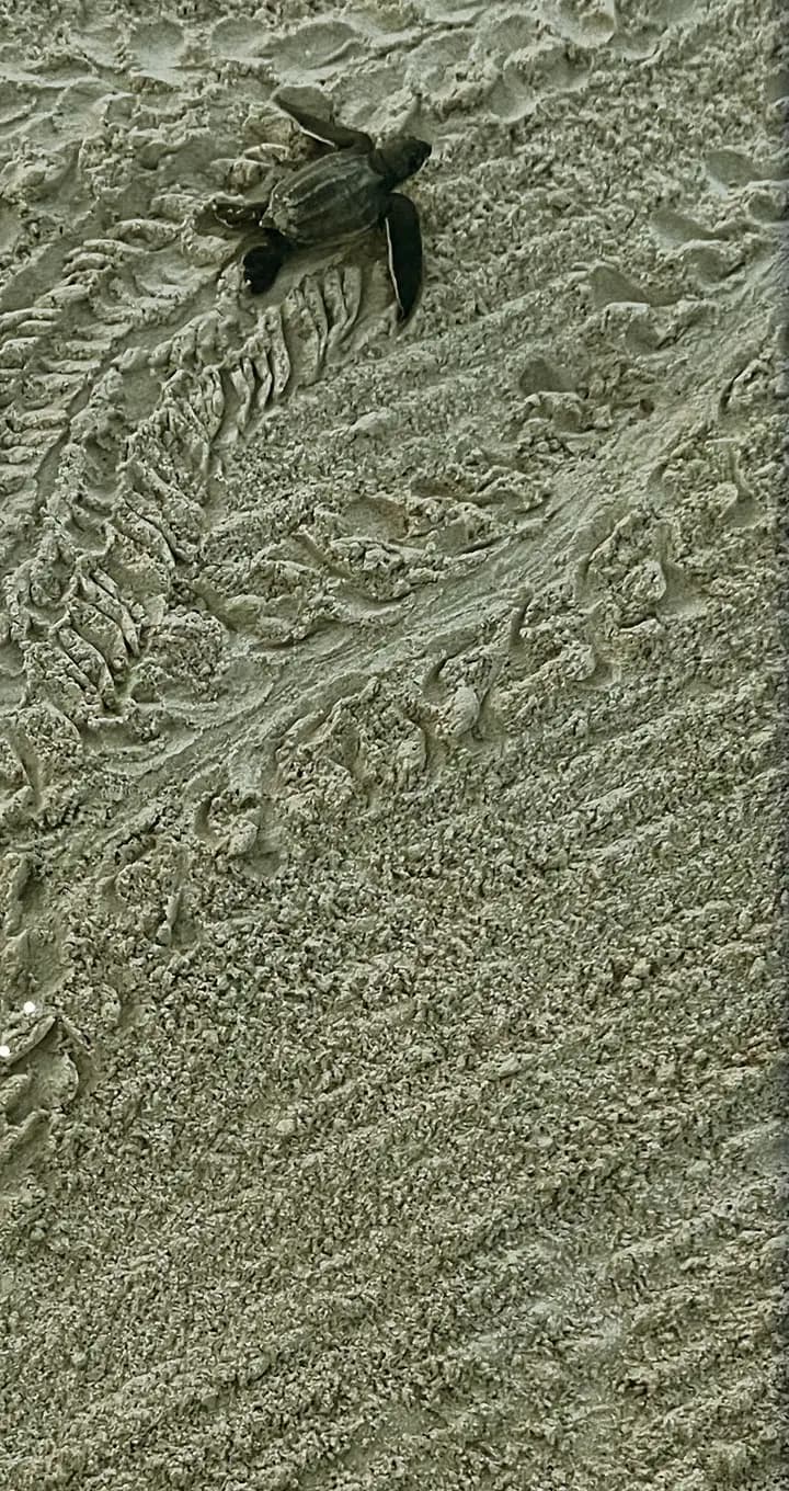 Cría de tortuga marina avanzando sobre la arena de la playa